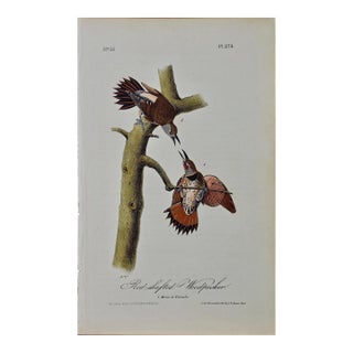 Audubon Red-Shafted Woodpecker: A First Octavo Edition Audubon Hand-Colored Lithograph, 1840 For Sale