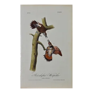 Audubon Red-Shafted Woodpecker: A First Octavo Edition Audubon Hand-Colored Lithograph, 1840