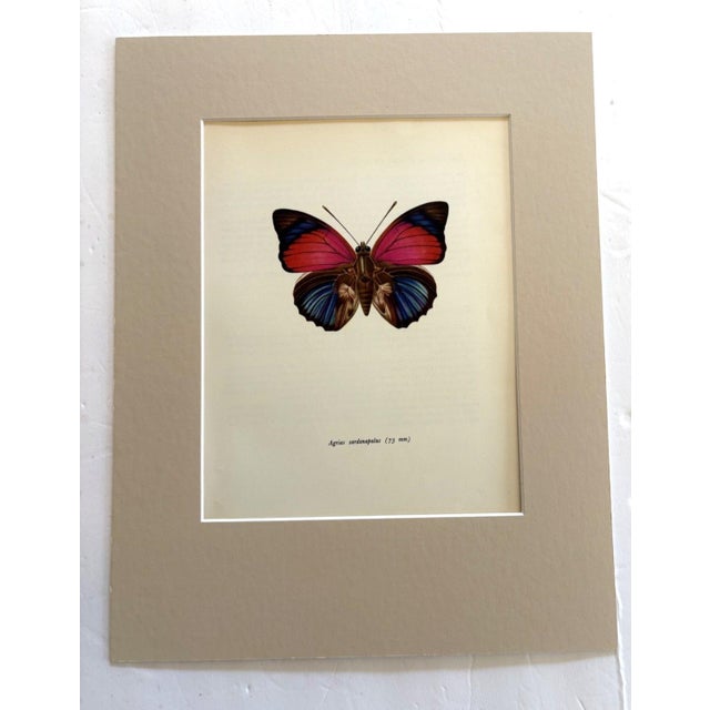 Realism Vintage 1965 Butterfly Print in 11x14 Mat: Agrias Sardanapalus (Bates), EUC For Sale - Image 3 of 3
