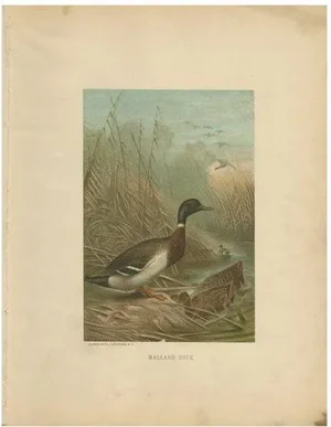 Prang, Mallard Duck, 1898, Paper