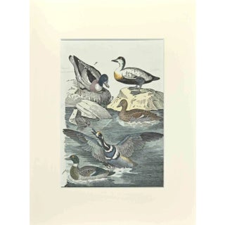 Johann Friedrich Naumann, Ordinary Duck, Etching, 1840 For Sale