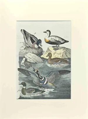 Johann Friedrich Naumann, Ordinary Duck, Etching, 1840
