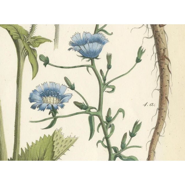 Carl Georg Calwer, Botanical Illustration of Teasel and Chicory, Calwer, 1854, Hand-Colored Lithograph For Sale - Image 4 of 6