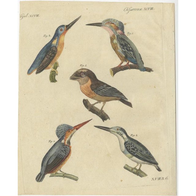 Bertuch, Four Kingfishers on Branches, 1818, Print For Sale - Image 3 of 12