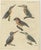 Bertuch, Four Kingfishers on Branches, 1818, Print For Sale - Image 3 of 12