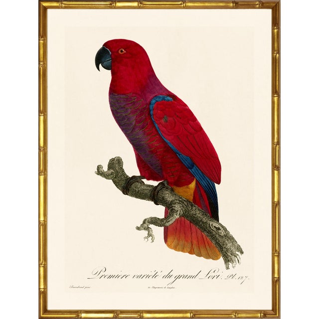 Illustration Barraband Parrots – Red Lories (Set of 2), Framed in Bronze Bamboo For Sale - Image 3 of 7