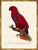 Illustration Barraband Parrots – Red Lories (Set of 2), Framed in Bronze Bamboo For Sale - Image 3 of 7