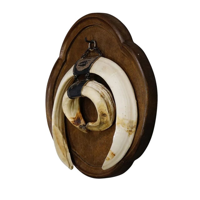 Brown Large Vintage Wild Boar Tusk Trophy on Wooden Plaque, Germany 1970s For Sale - Image 8 of 8