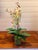 Mint Leaf Orchid Luxe For Sale - Image 4 of 6
