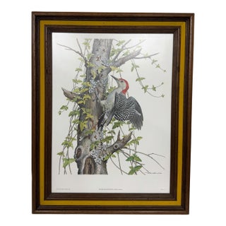 Vintage Red Bellied Woodpecker Framed Print For Sale