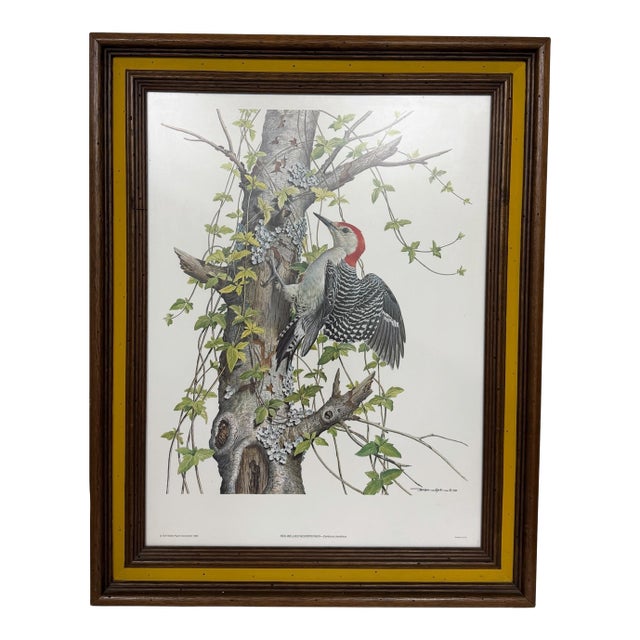 Vintage Red Bellied Woodpecker Framed Print For Sale