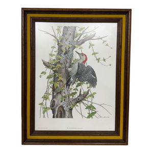 Vintage Red Bellied Woodpecker Framed Print