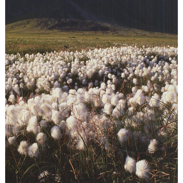 Archiv Kiedrowski Moor, Iceland, 2009 For Sale - Image 4 of 4