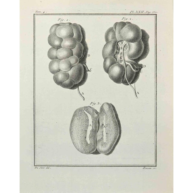 Anatomy of Animals is an etching realized in 1771 by François Basan. It belongs to the suite "Natural, general and...