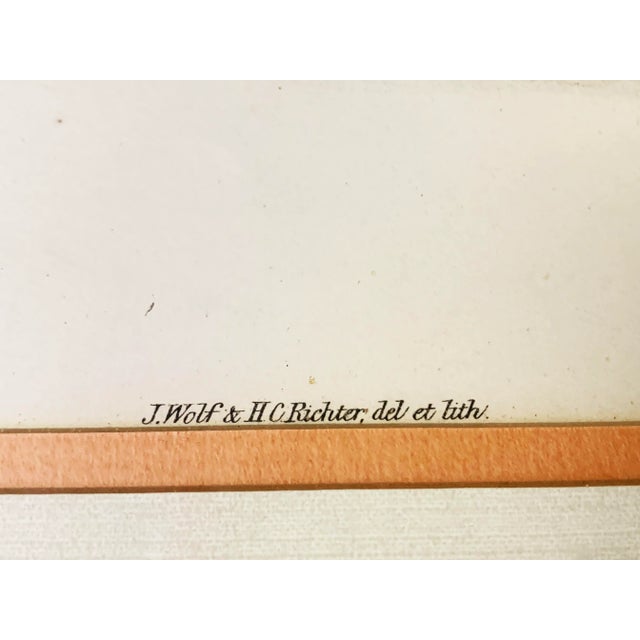 Antique hand colored lithograph artwork "Cygnus olor" by Gould, Joseph Wolf, H.C. Richter. We are very glad to announce we...