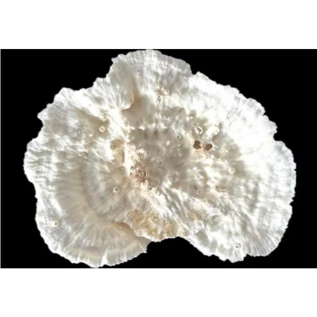 Shell Natural White Coral Reef Specimen #7 For Sale - Image 7 of 10