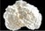 Shell Natural White Coral Reef Specimen #7 For Sale - Image 7 of 10