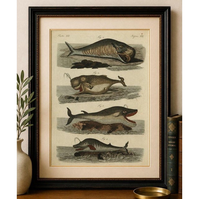 Original antique print of sperm whale and north atlantic whales by bertuch, c.1800 original antique hand-colored copper...