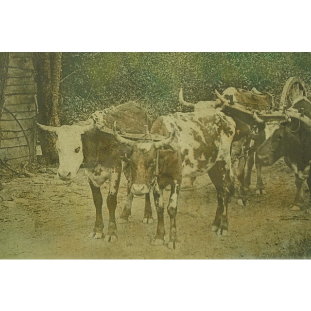Vintage Rural Farmer With Oxen Wagon Photograph For Sale - Image 4 of 10