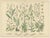 Late 19th Century Antique Botanical Charts of German Wildflowers, Stuttgart, 1885, Set of 6 For Sale - Image 5 of 9