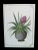 Original Botanical Floral Tropical Bromeliad Plant Painting For Sale - Image 4 of 10