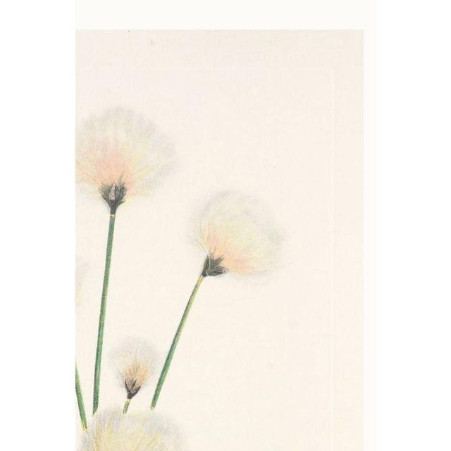 Green Hare's-Tail Cottongrass, Vintage Botanical Art Print by Mary Vaux Walcott, 16" X 24" For Sale - Image 8 of 10
