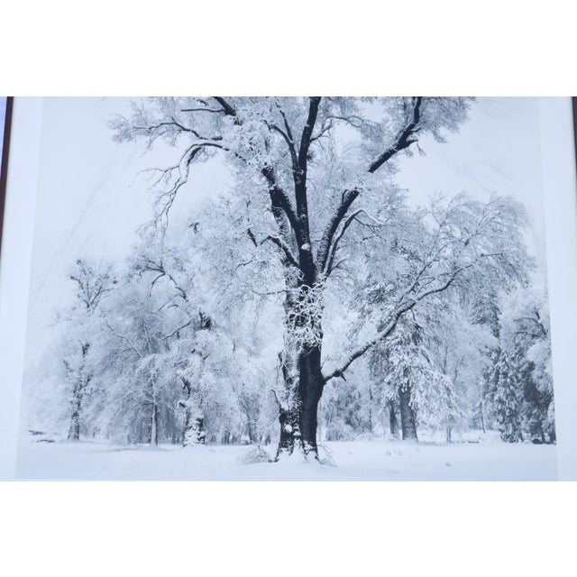 1948 Ansel Adams Oak Tree Snowstorm, Yosemite National Park Photograph Art Print For Sale - Image 13 of 18