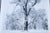 1948 Ansel Adams Oak Tree Snowstorm, Yosemite National Park Photograph Art Print For Sale - Image 13 of 18