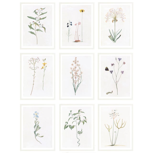 Celerie Kemble Curated Australian Botanical Set of 9 (24X30) in White Frame For Sale - Image 11 of 11