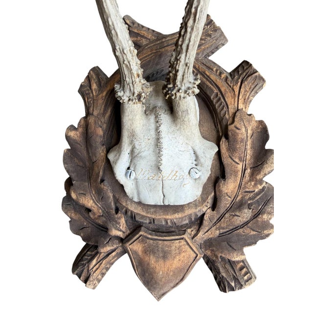 Roe Deer Trophy on wood plaque with oak leaves