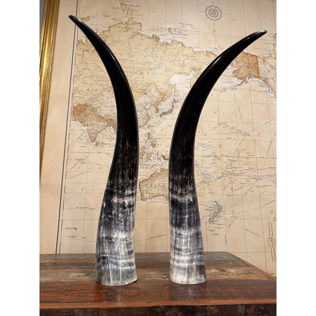 A striking and sculptural pair of Ankole cattle horns sourced in Uganda, distinguished by their rich, high-contrast...