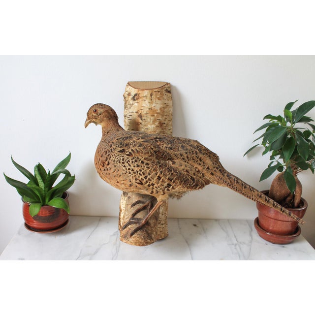 Vintage Taxidermy Ringneck Pheasant Mounted on Birchwood For Sale In Milwaukee - Image 6 of 11