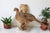 Vintage Taxidermy Ringneck Pheasant Mounted on Birchwood For Sale In Milwaukee - Image 6 of 11