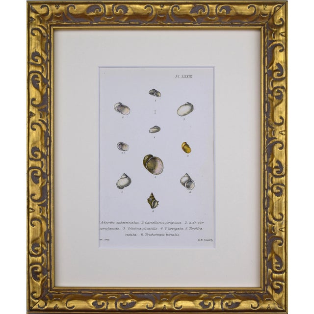 19th Century Antique Hand Colored English Shell Print by John Jeffreys 1869 For Sale In New York - Image 6 of 6