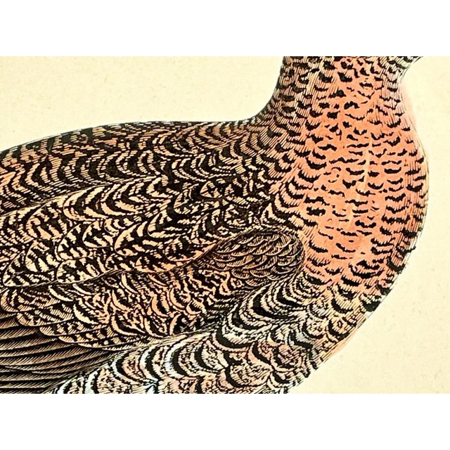 Late 19th Century Antique Hand Colored Bird Print From England Showcasing a Red Grouse - Circa 1888 For Sale - Image 5 of 11