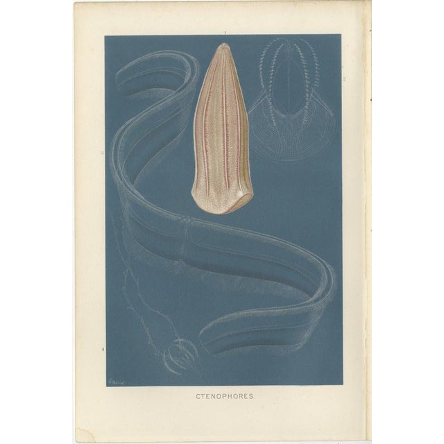 Richard Lydekker, Ctenophores (Comb Jellies) Marine Invertebrates, 1896, Color Process Print For Sale - Image 3 of 9