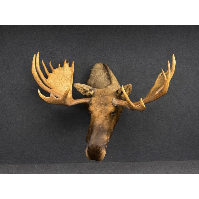 Yukon Moose Shoulder Mount With Large Palmate Antlers For Sale In Philadelphia - Image 6 of 12