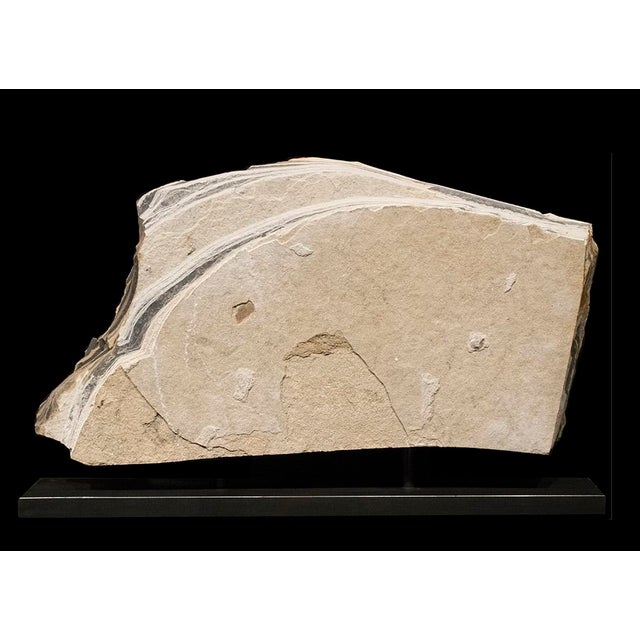 Contemporary Fossil Sculpture 0329 For Sale - Image 3 of 3