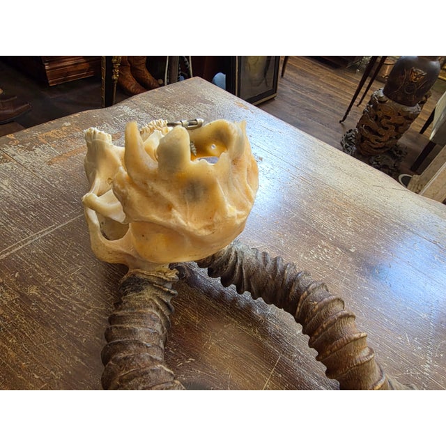 Rustic Rustic Blackbuck Skull For Sale - Image 3 of 11