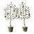 Vintage Italian Lemon Tole Tree Lights - A Pair For Sale