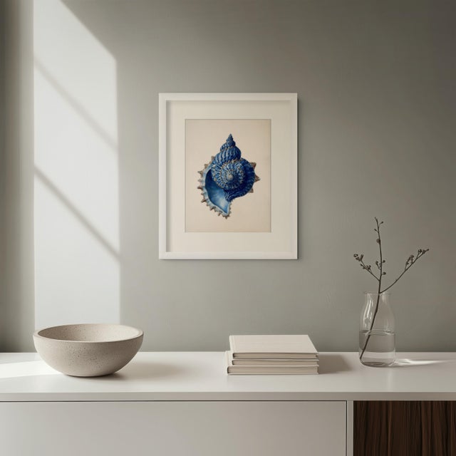 Set of 6 – Blue Conch Shells Collection | Coastal Natural History Fine Art Prints For Sale - Image 9 of 14