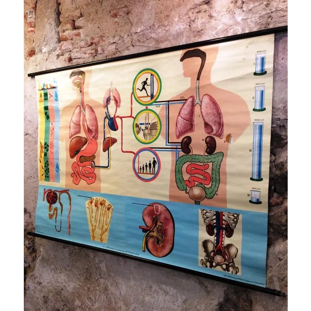 Pull-down anatomical wall chart from the series of human body, published by Wilhelm Hagemann, Duesseldorf. Chart number 9:...