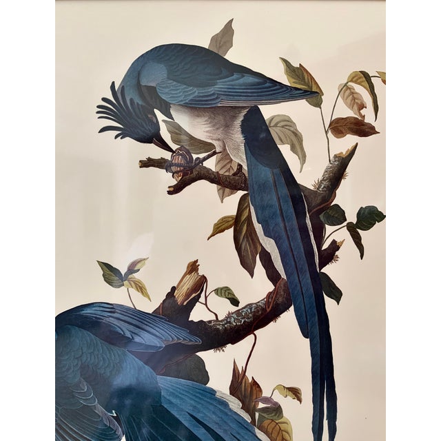 Blue Vintage Audubon Columbia Jay Lithograph in Gold Leaf Frame / Double Elephant Folio For Sale - Image 8 of 12
