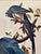 Blue Vintage Audubon Columbia Jay Lithograph in Gold Leaf Frame / Double Elephant Folio For Sale - Image 8 of 12