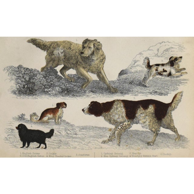 19th Century English Hand Colored Dog Engraving by Goldsmith For Sale - Image 4 of 5