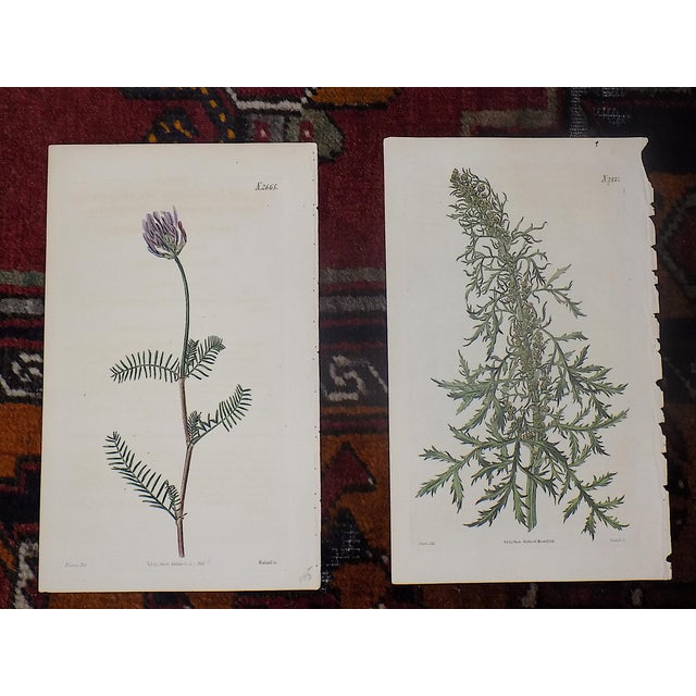 Authentic Antique Early 19th Century Hand Colored Copperplate Botanical Engravings - Set of 12 For Sale In Cincinnati - Image 6 of 7