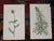 Authentic Antique Early 19th Century Hand Colored Copperplate Botanical Engravings - Set of 12 For Sale In Cincinnati - Image 6 of 7