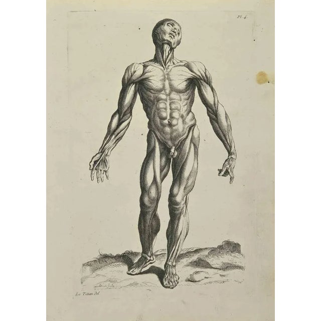 Anatomy Studies Muscles after Titian is an etching realized by Jean Francois Poletnich in 1755. Signed in the plate. Good...
