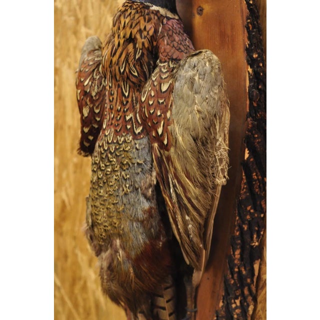 Textile Vintage Ringneck Pheasant Bird Full Body Wall Mount on Wood Taxidermy Decor For Sale - Image 7 of 12