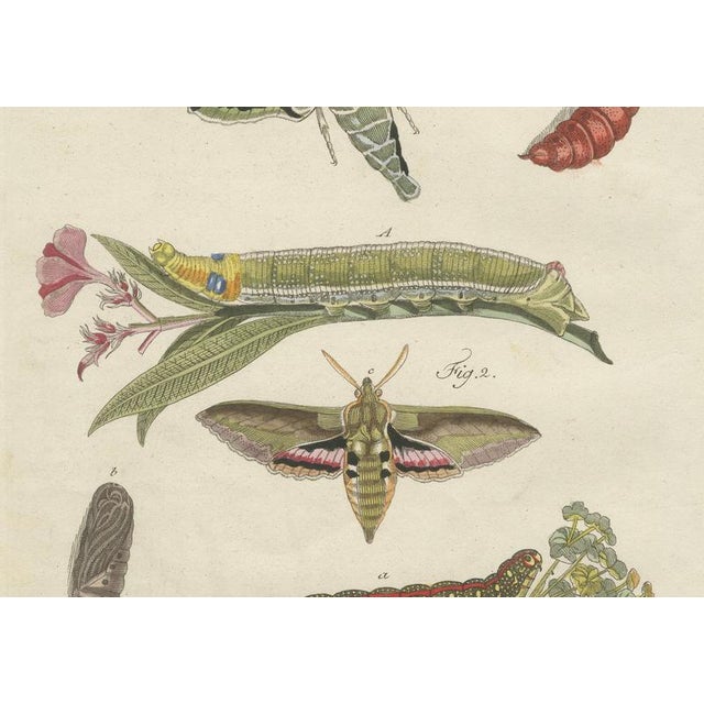 Bertuch, Hawk Moth Life Cycle, 1810, Engravings, Set of 2 For Sale - Image 6 of 14